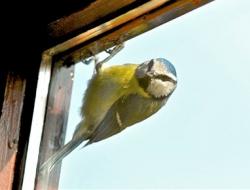 Страшные приметы: когда и почему нельзя смотреть в окно Разные породы птиц несут разные известия